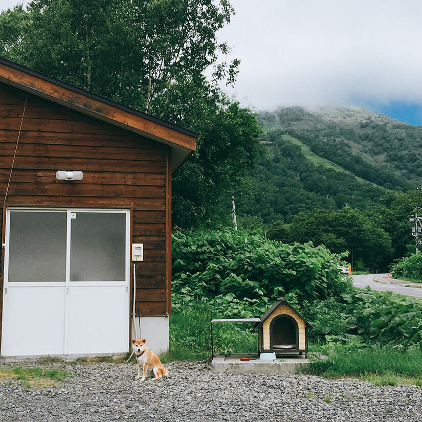 a shiba in front of a normal-sized house and a dog house somewhere in japan, by tayylin.com